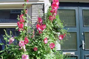 Open Tuinendag Jordaan 2020 Afgelast