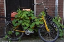Fietsetende plant